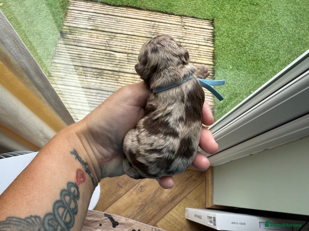 Cockapoo dogs for sale: F2bb Cockapoo Chocolate Merle Puppies  - Image 11