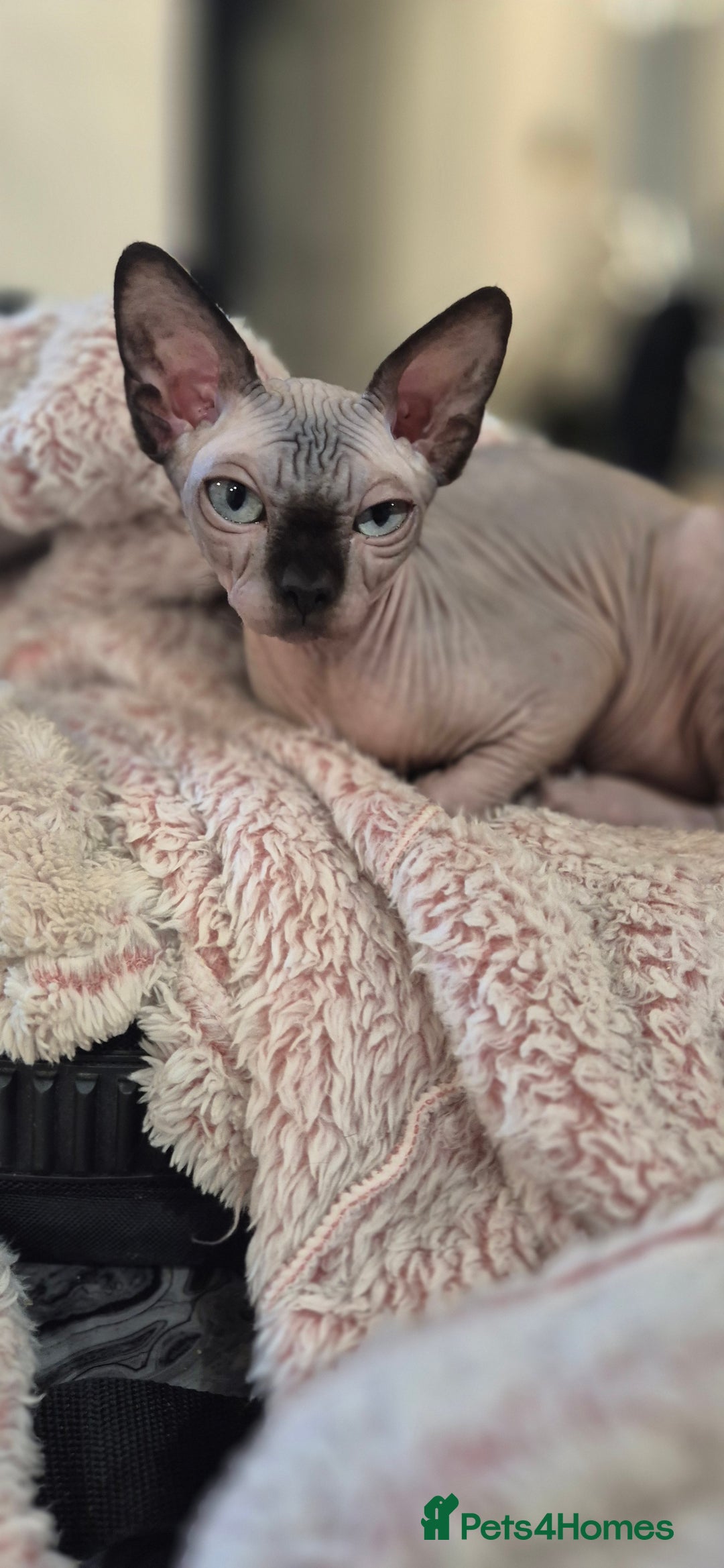 Sphynx cats for sale: Silver sphynx baby - Advert 4