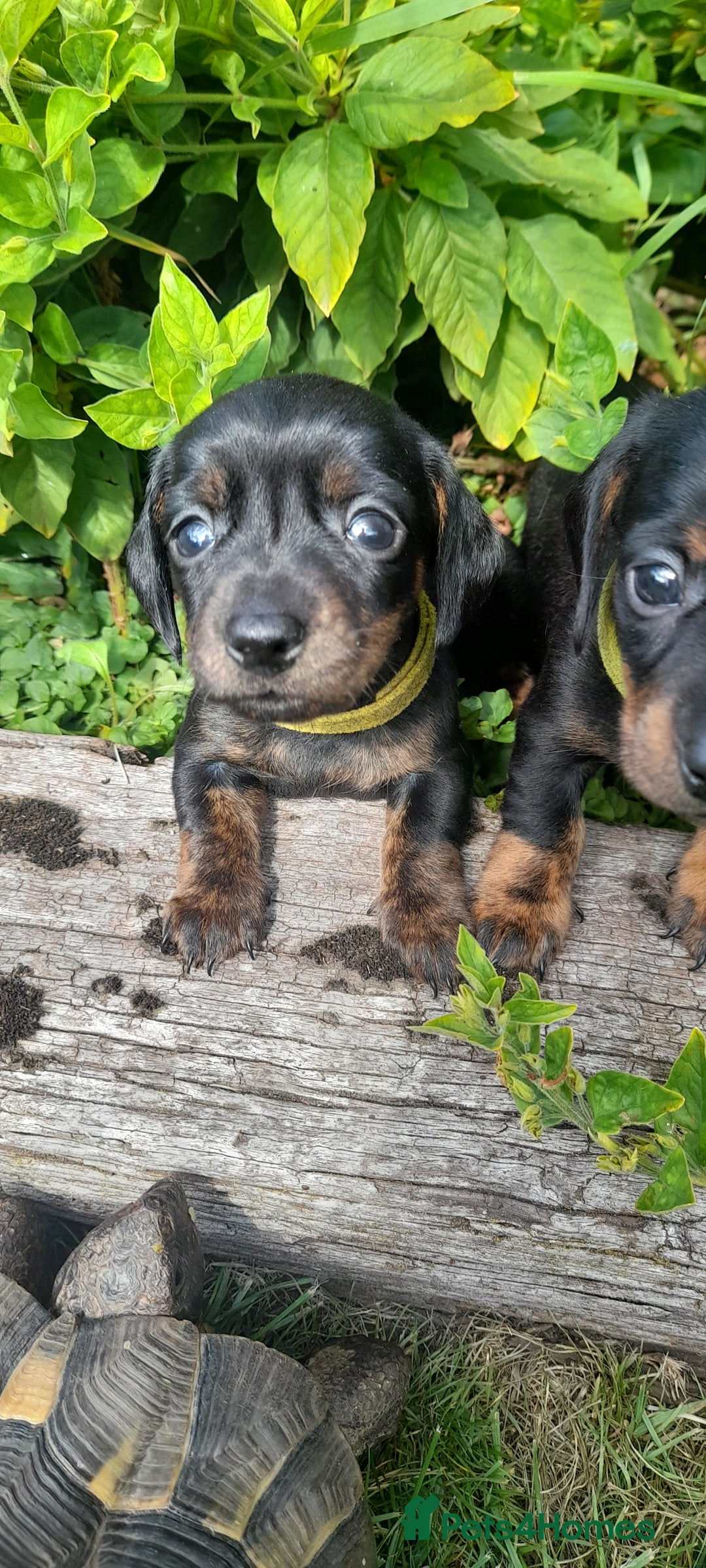 Miniature Dachshund dogs for sale: Smooth haired minature dacshund  - Image 12