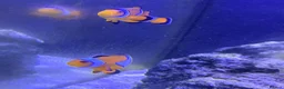 Other/Mixed Breed fish for sale: Marine fish in Plymouth - Advert 2