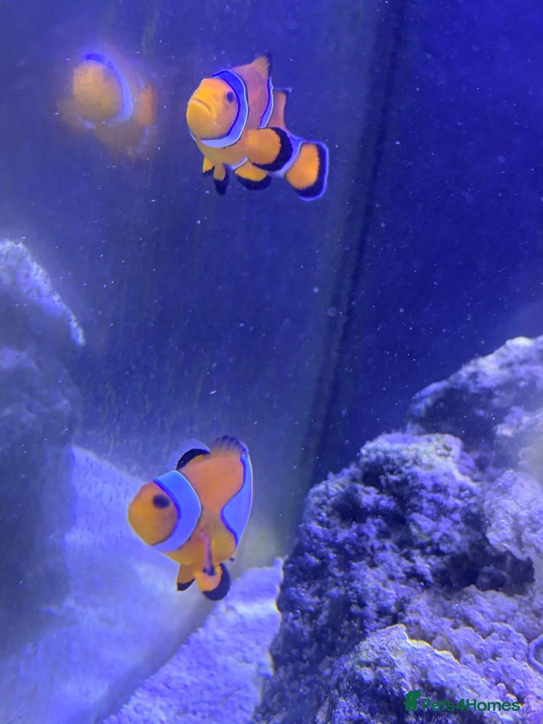 Other/Mixed Breed fish for sale: Marine fish in Plymouth - Advert 2