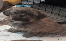 Shih Tzu dogs for sale: Shih tzu  - Image 10