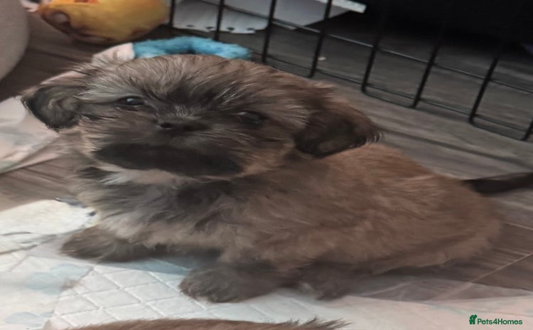 Shih Tzu dogs - Advert 4