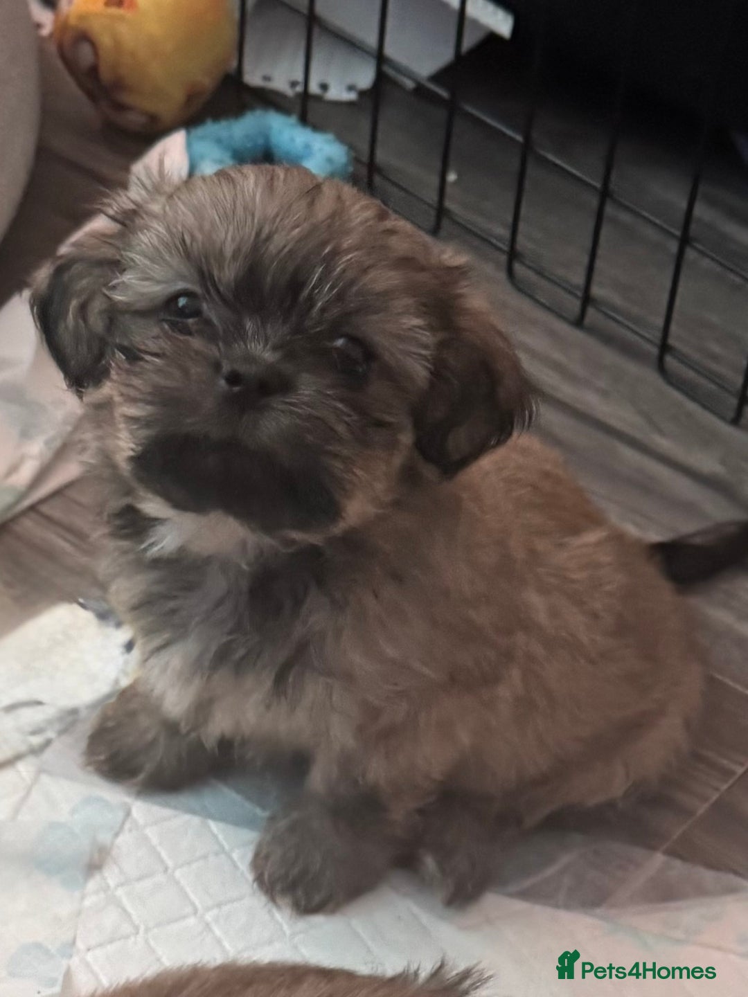 Shih Tzu dogs for sale: Shih tzu  - Image 10