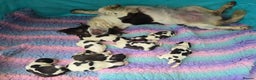 English Springer Spaniel dogs for sale: KC clear DNA vax vetted Springer Pups - Advert 2