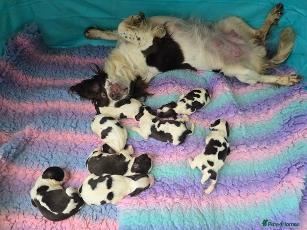 English Springer Spaniel dogs - Advert 1