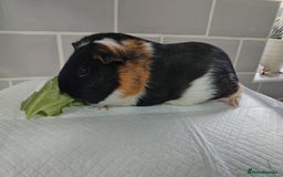Guinea Pig rodents for sale: Herd of Guinea Pigs - Image 12