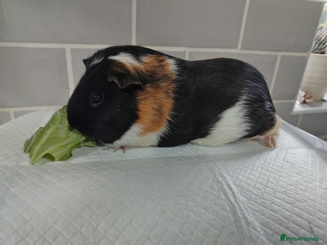 Guinea Pig rodents for sale: Herd of Guinea Pigs - Image 12