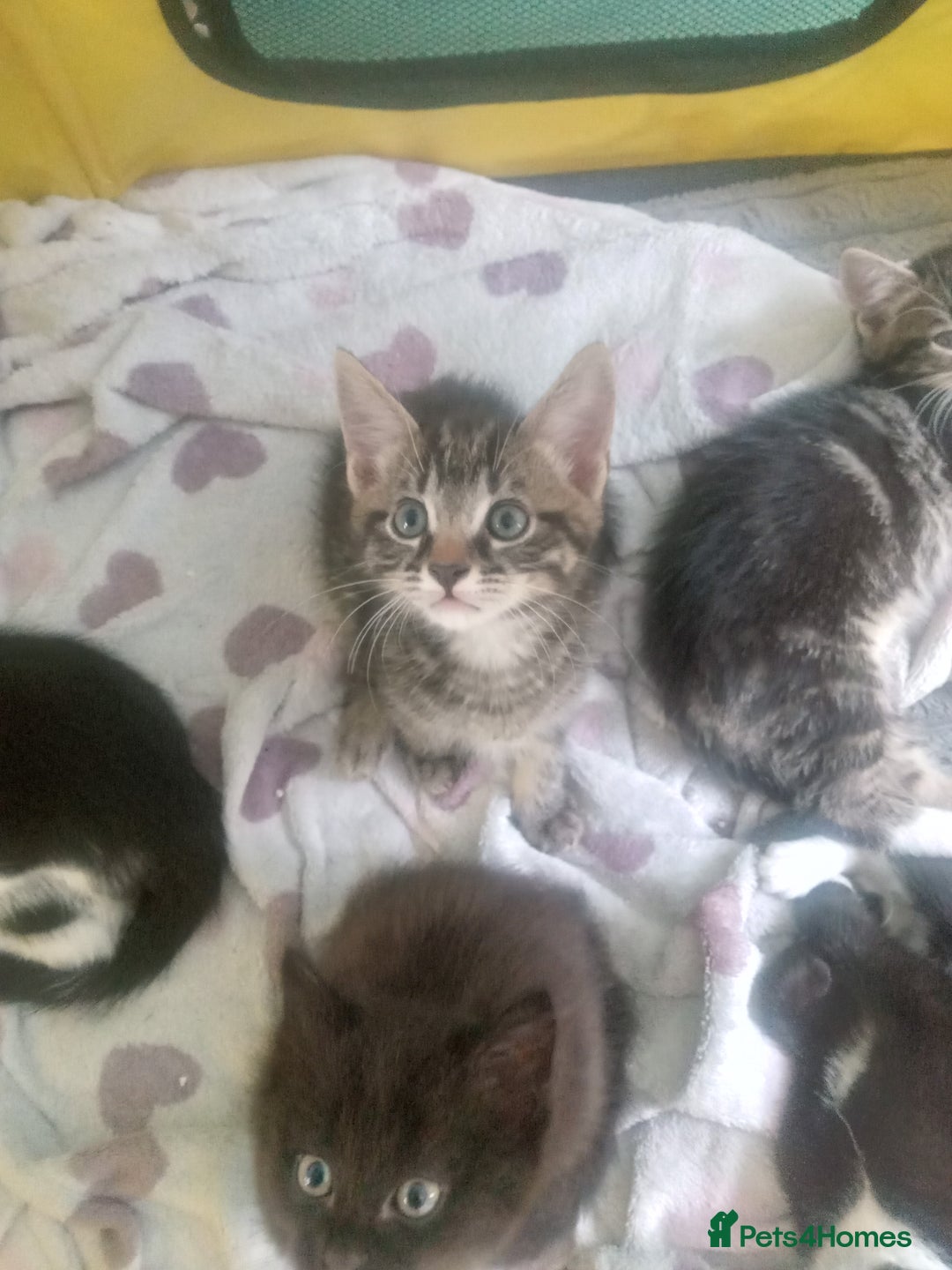 Bengal cats for sale: 2 beautiful kittens  - Image 1