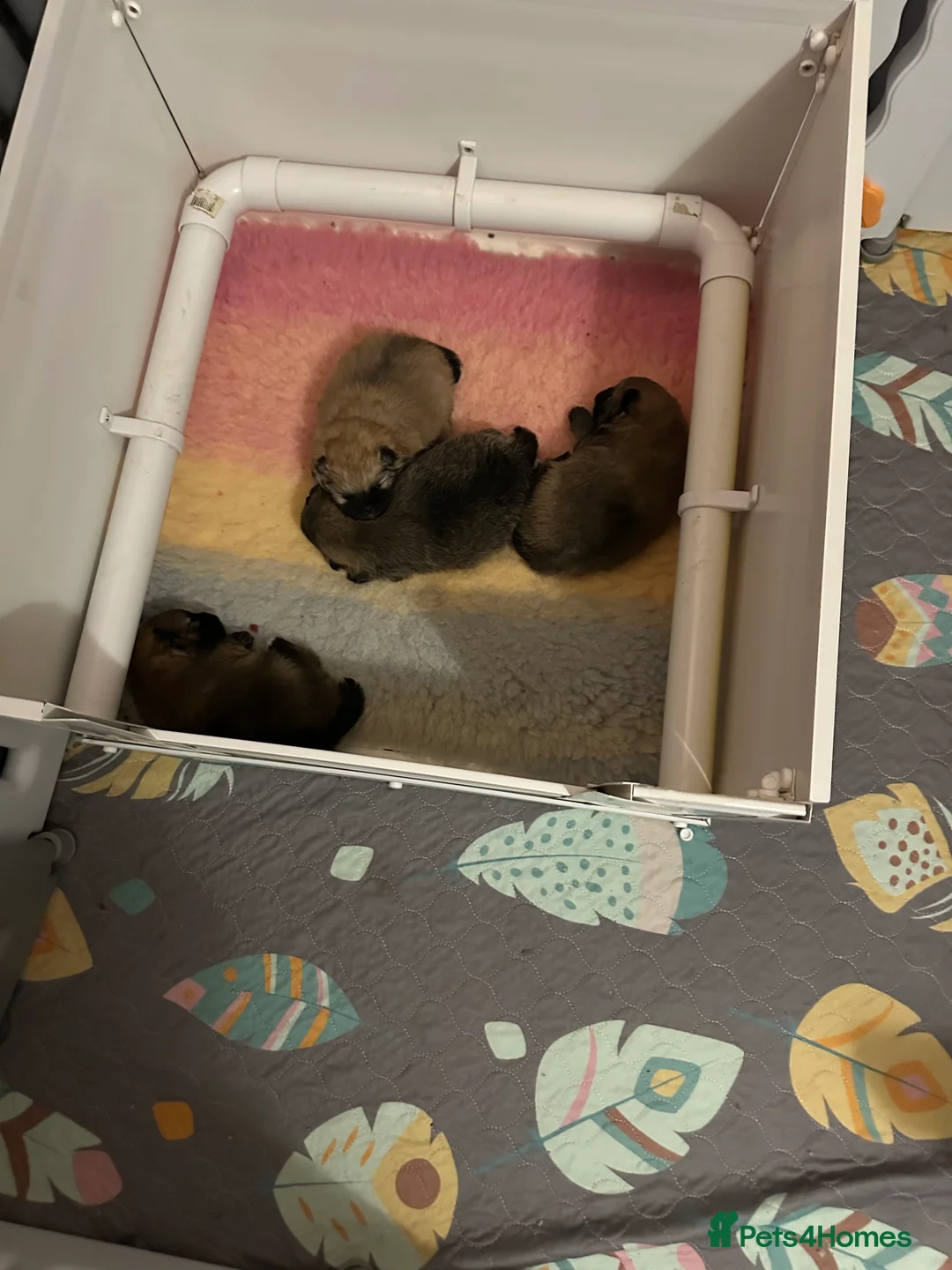 Pomeranian dogs for sale: Stunning 😍 Pomeranian puppies  - Advert 16