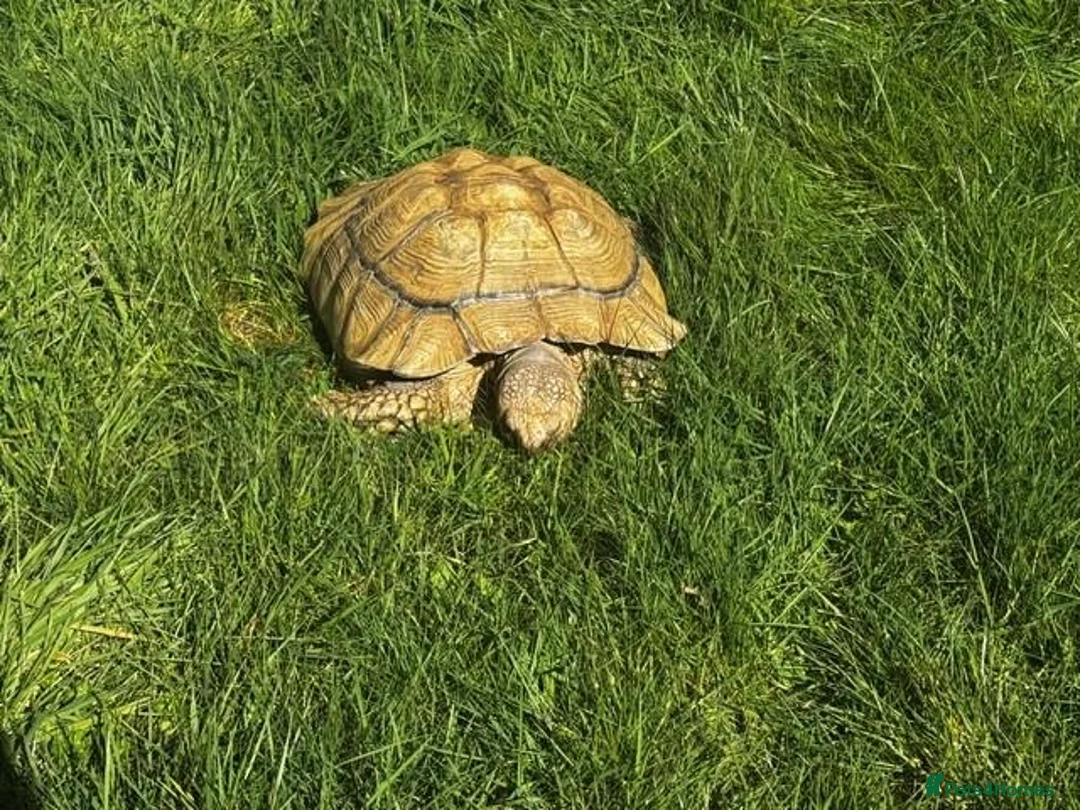 Tortoise reptiles for sale: Sultaca Tortoise  in Southampton - Advert 2