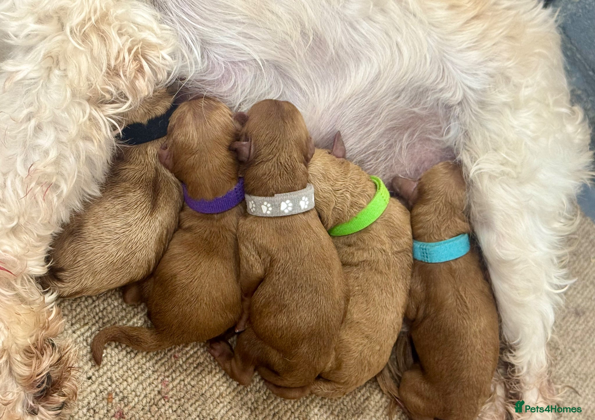 Cavapoo dogs 🐾 F1b cavapoos 🐾 - Advert 2