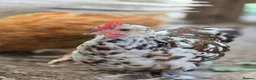Chickens poultry for sale: Millefleur Pekin Cockerels  in Okehampton - Advert 6