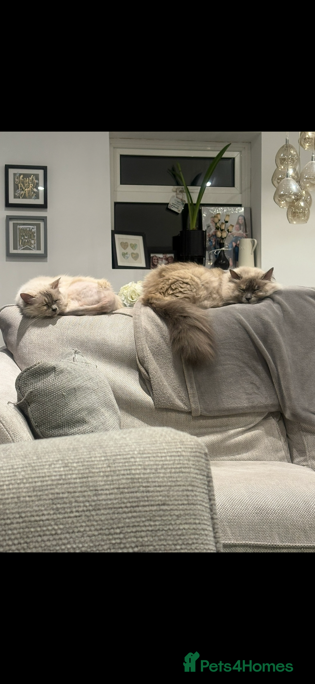 Ragdoll cats for sale: Mother (10) & Daughter (4) - Image 3