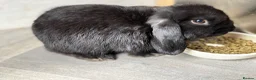 Mini Lop rabbits for sale: Mini lop bunnies ready now ❤️🐰 - Advert 9
