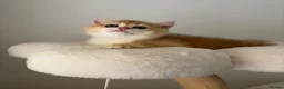 British Shorthair cats for sale: Beautiful Golden Chinchilla BSH Ny12 & Ny25 Girl - Advert 17