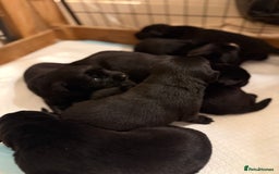 Borador dogs for sale: Borador puppies for sale - Image 1