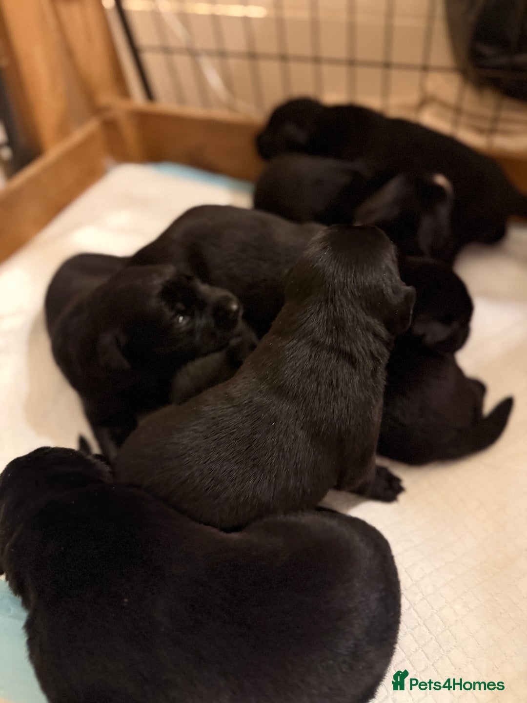 Borador dogs for sale: Borador puppies for sale - Image 1
