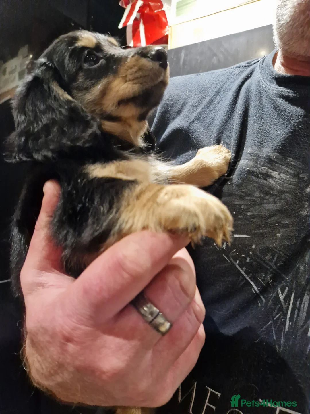 Miniature Dachshund dogs for sale:  Reduced For Last Girl Long Coat Waiting For You  - Advert 15