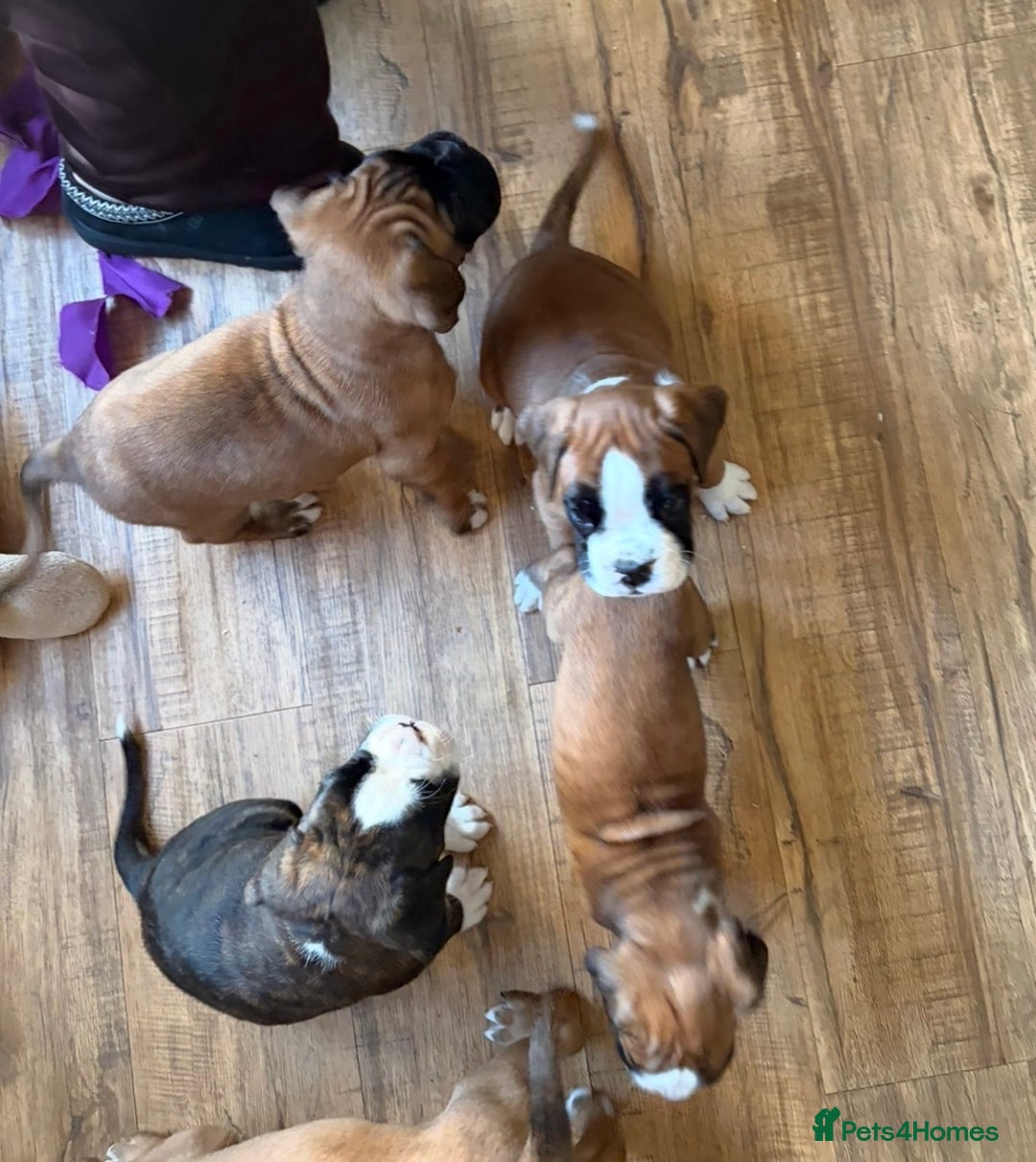 Boxer dogs for sale:  ⭐️ Fully health checked KC registered ⭐️ - Advert 5