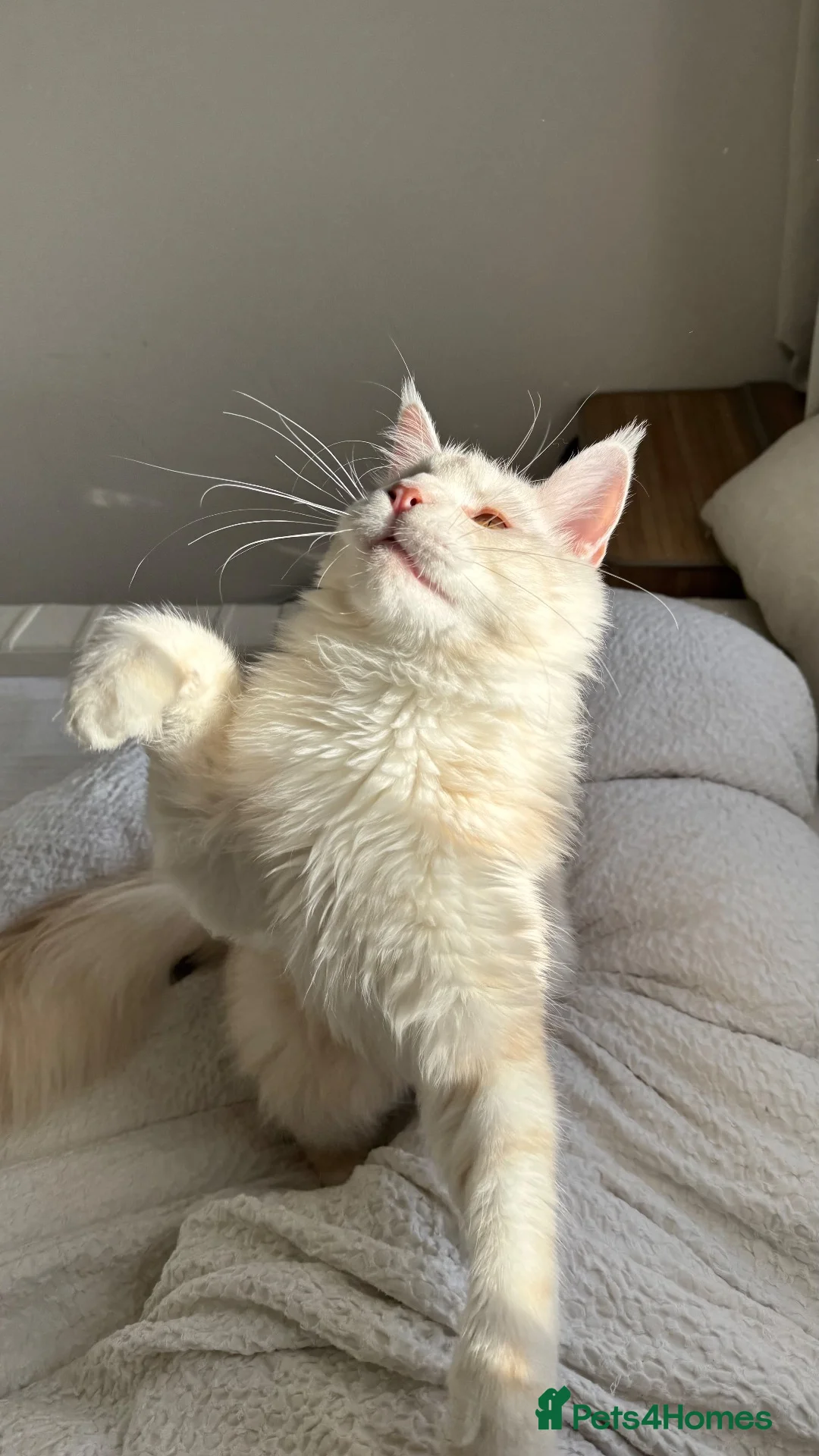Maine Coon cats for sale: XL pedigree mainecoon - Advert 2
