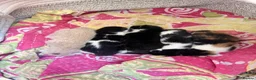 Mixed Breed cats for sale: Adorable playful kittens  - Advert 9