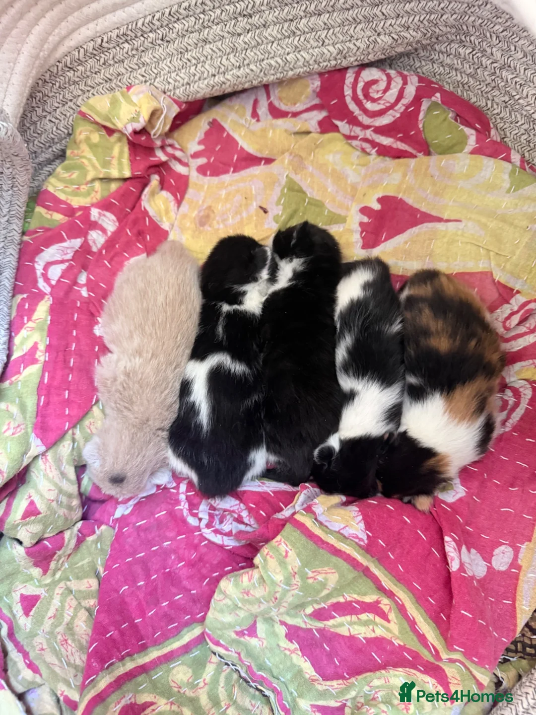 Mixed Breed cats for sale: Adorable playful kittens  - Advert 9