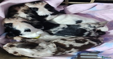 Sprocker dogs - Advert 15