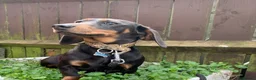 Miniature Dachshund dogs for sale: Minature daschund female - Advert 3