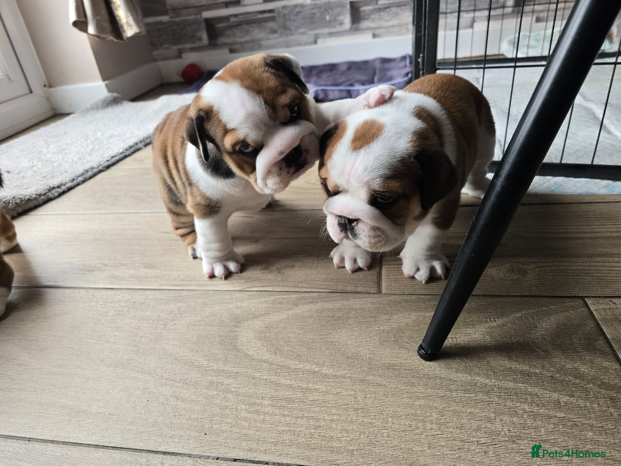 English Bulldog dogs 2🐶KC❗️registered English bulldog puppies✨️🔥 - Advert 2