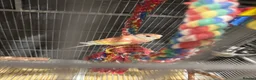 Parakeets birds for sale: 2 bourke parakeets  in Basildon - Advert 5