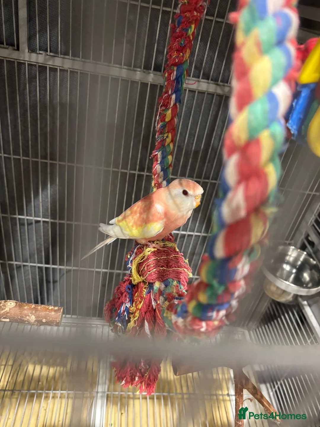 Parakeets birds for sale: 2 bourke parakeets  in Basildon - Advert 5