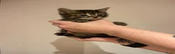 American Shorthair cats for sale: 6 beautiful kittens!! - Advert 13