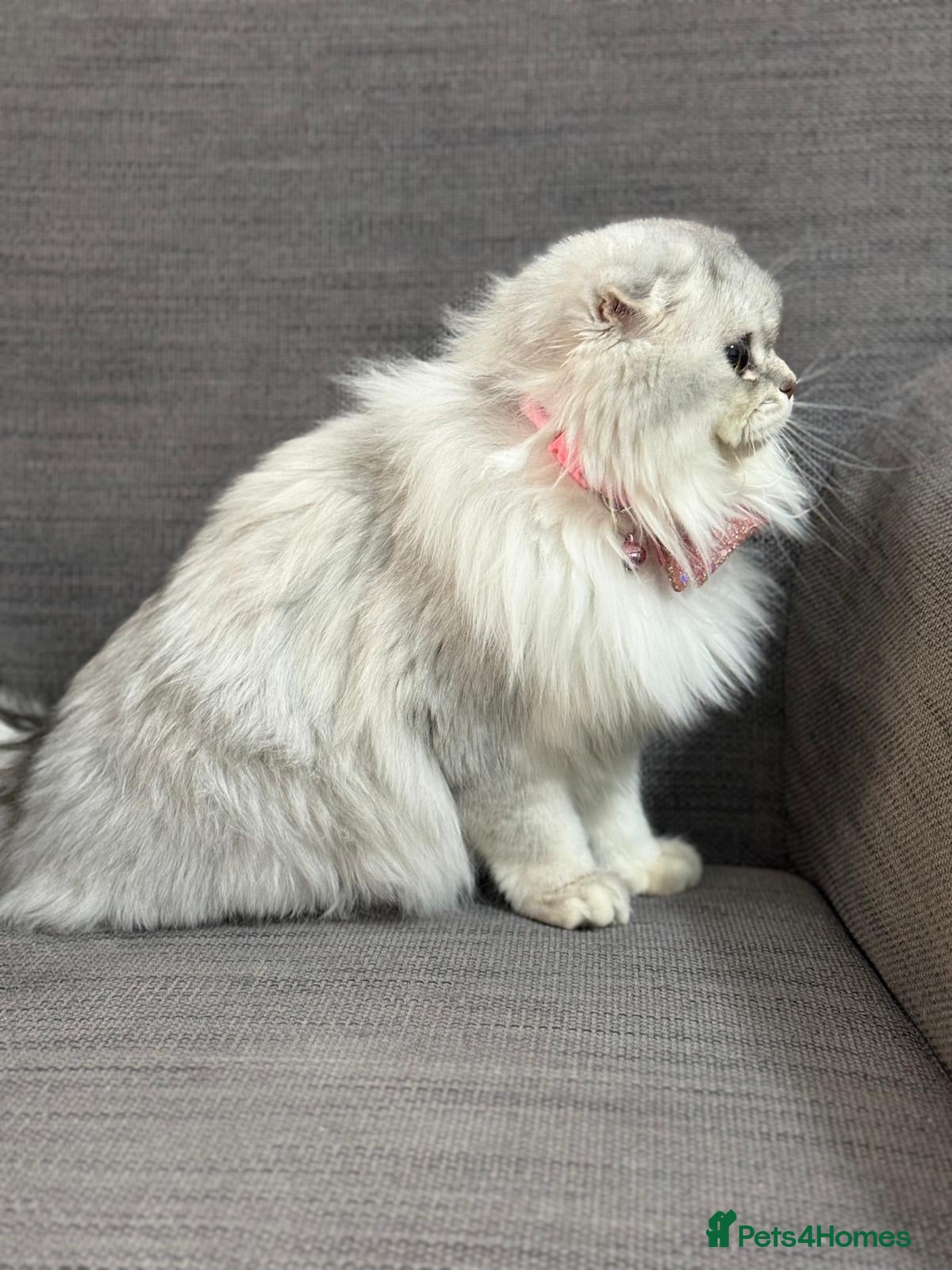 Scottish Fold cats Scottish fold girl 12month old in Enfield - Advert 1