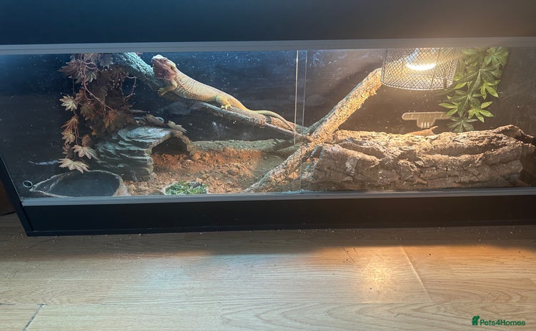 Bearded Dragon reptiles Female fire dragon  - Advert 1