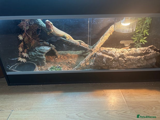 Bearded Dragon reptiles Female fire dragon - Advert 1