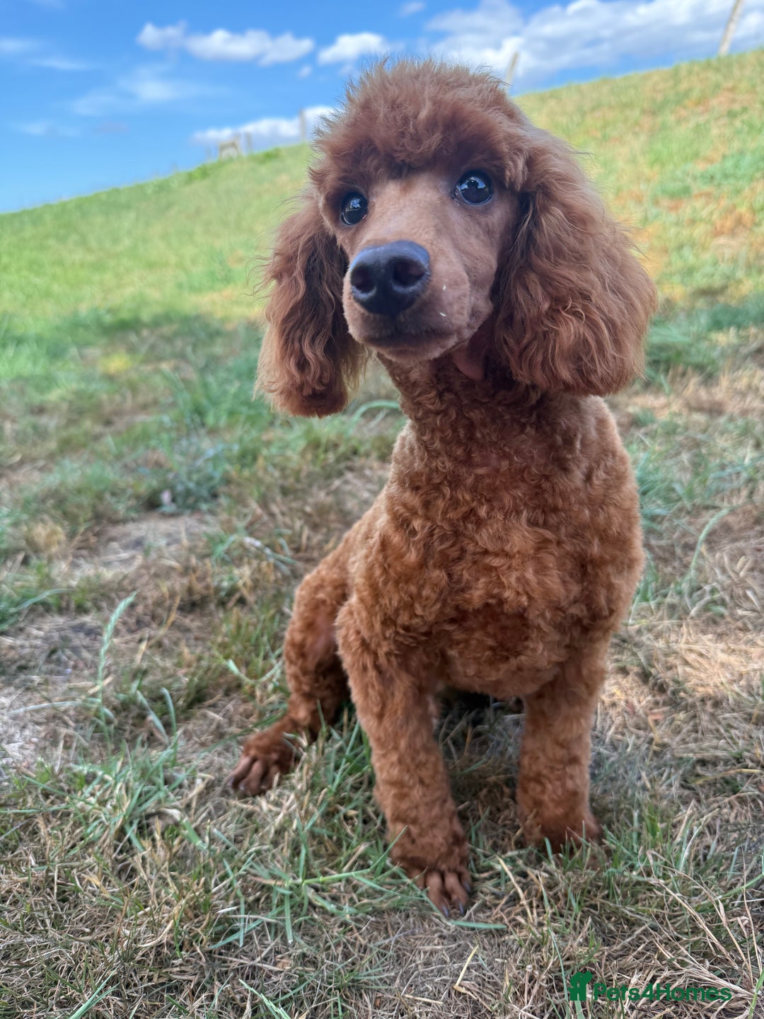Toy Poodle dogs for sale: Toy Poodle male  - Image 4