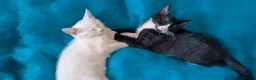 Mixed Breed cats for sale: Turkish Angora mix kittens - Advert 18