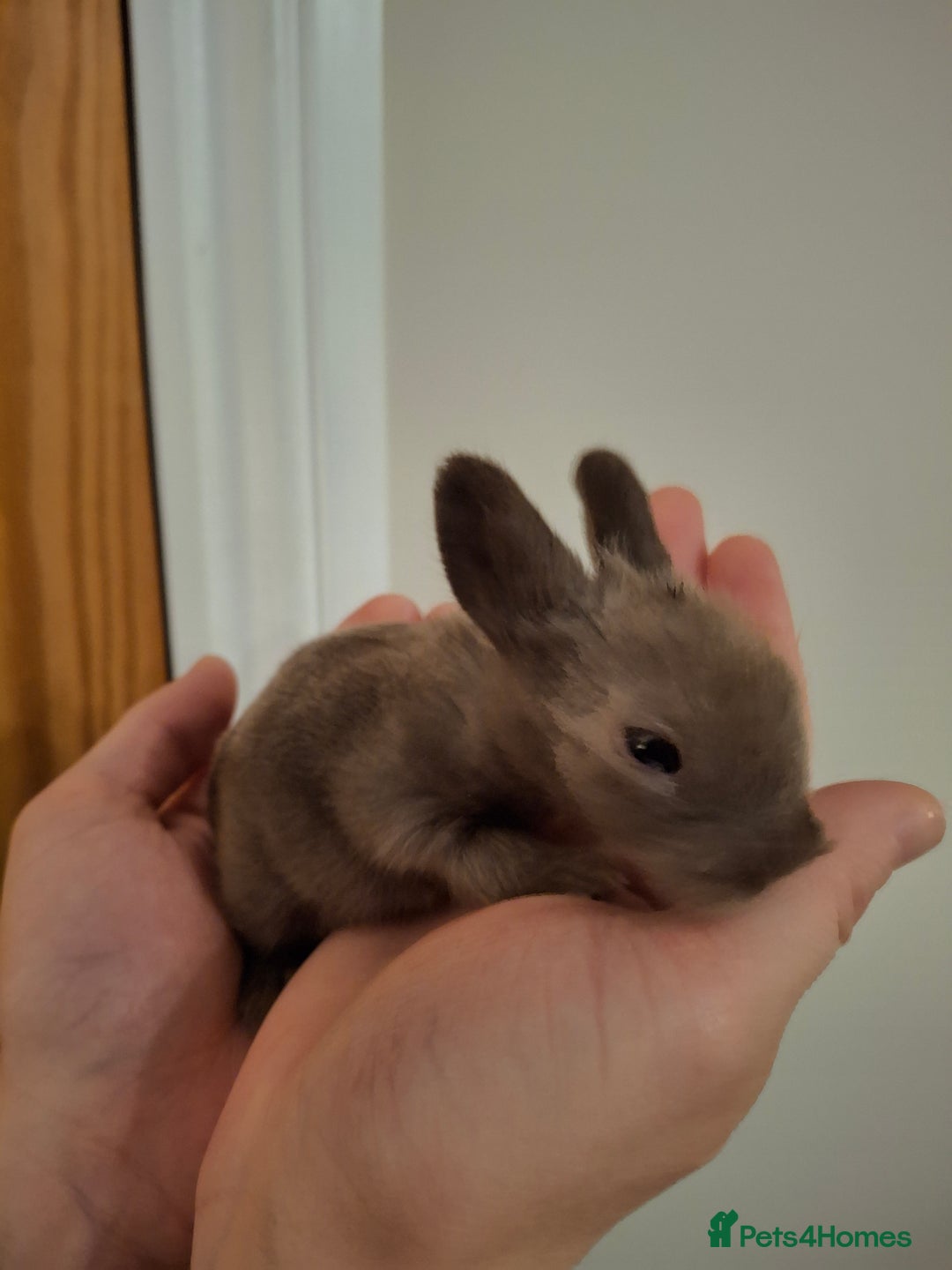 Lionhead rabbits for sale: Purebred Lionhead babies - Advert 6