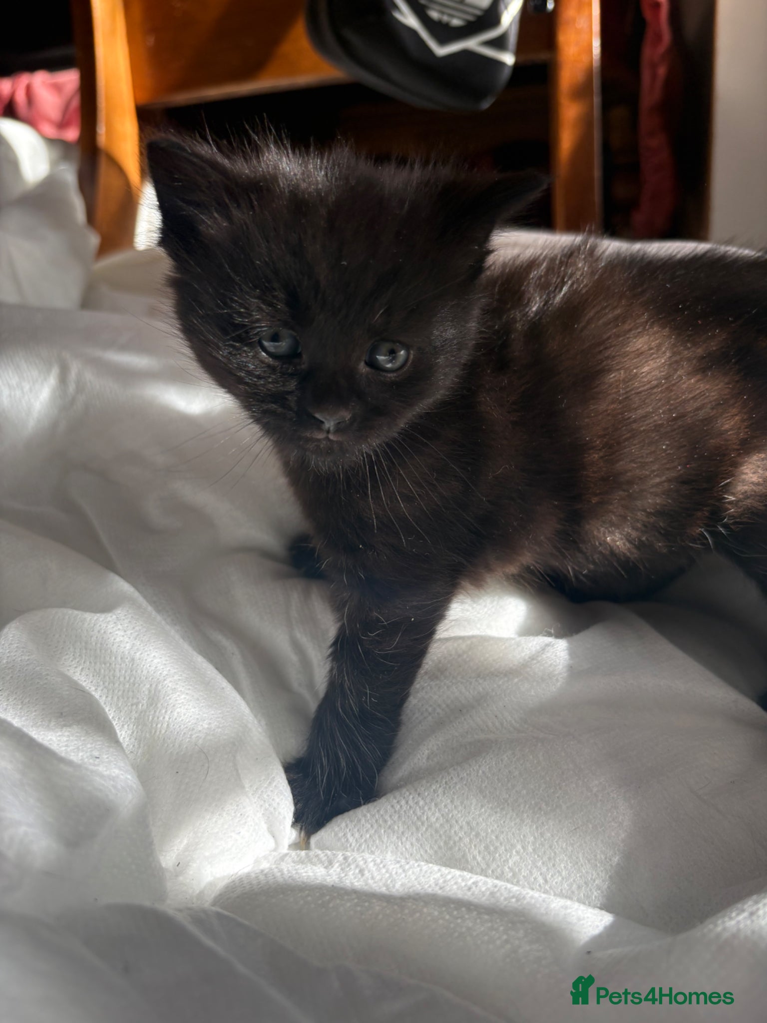 Mixed Breed cats Female kittens for sale - Advert 5