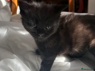 Mixed Breed cats Female kittens for sale - Advert 5