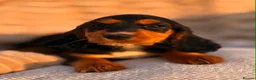 Cocker Spaniel dogs for sale: READY TO LEAVE! TOP KC WORKING COCKER PUPPIES in Ashbourne - Advert 28