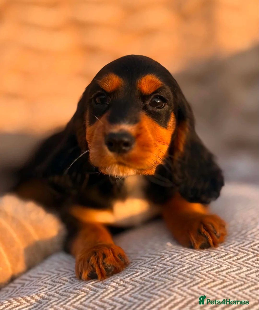 Cocker Spaniel dogs for sale: READY TO LEAVE! TOP KC WORKING COCKER PUPPIES in Ashbourne - Advert 28