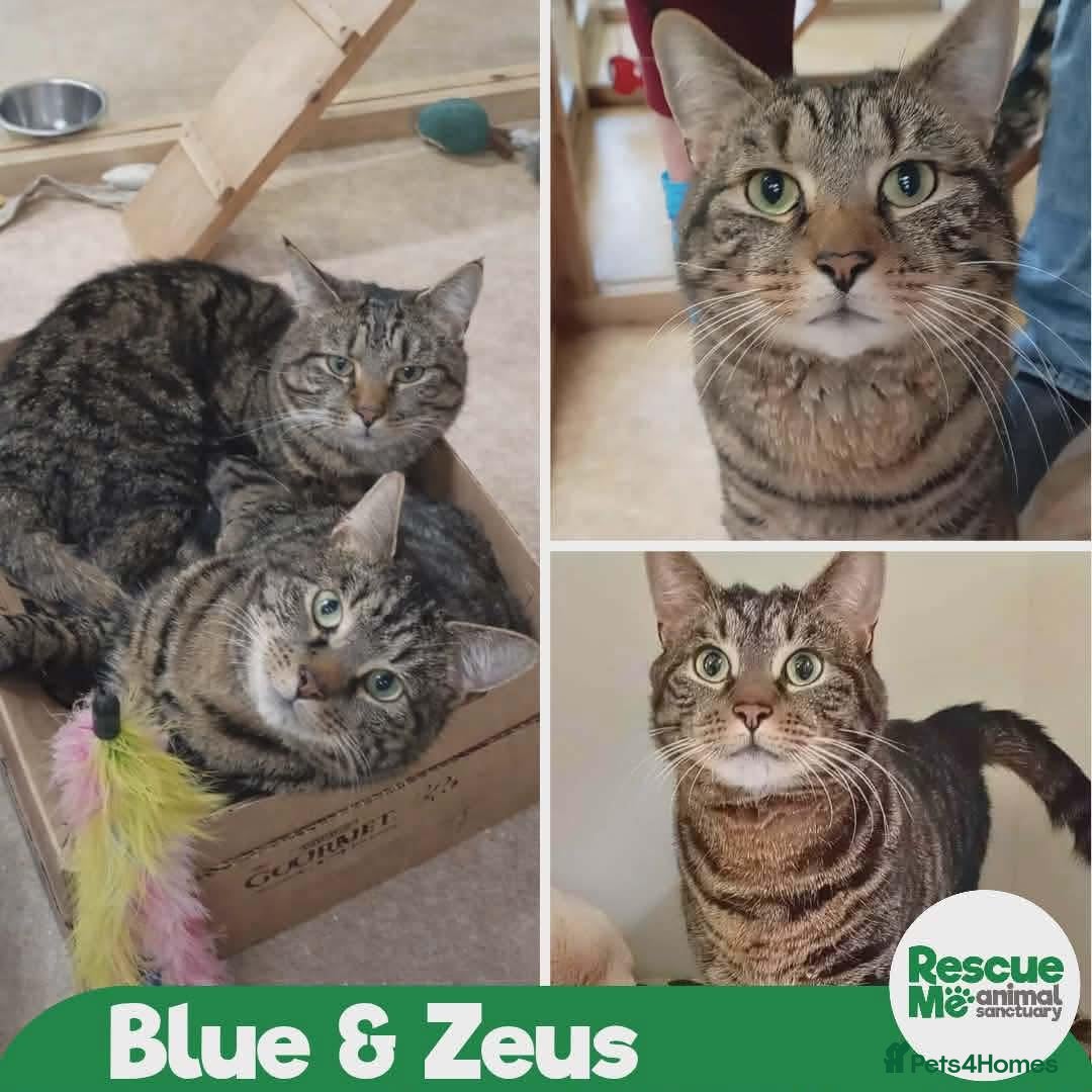 Mixed Breed cats Blue & Zeus beautiful brothers - Advert 3