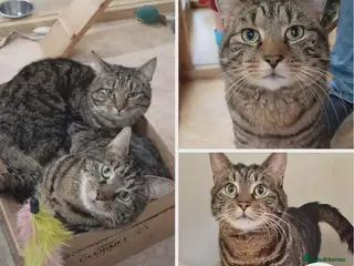 Mixed Breed cats Blue & Zeus beautiful brothers - Advert 3