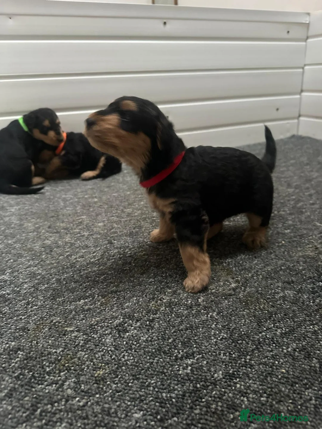 Airedale Terrier dogs for sale: Airedale Terrier Puppies in Cambridge - Advert 2