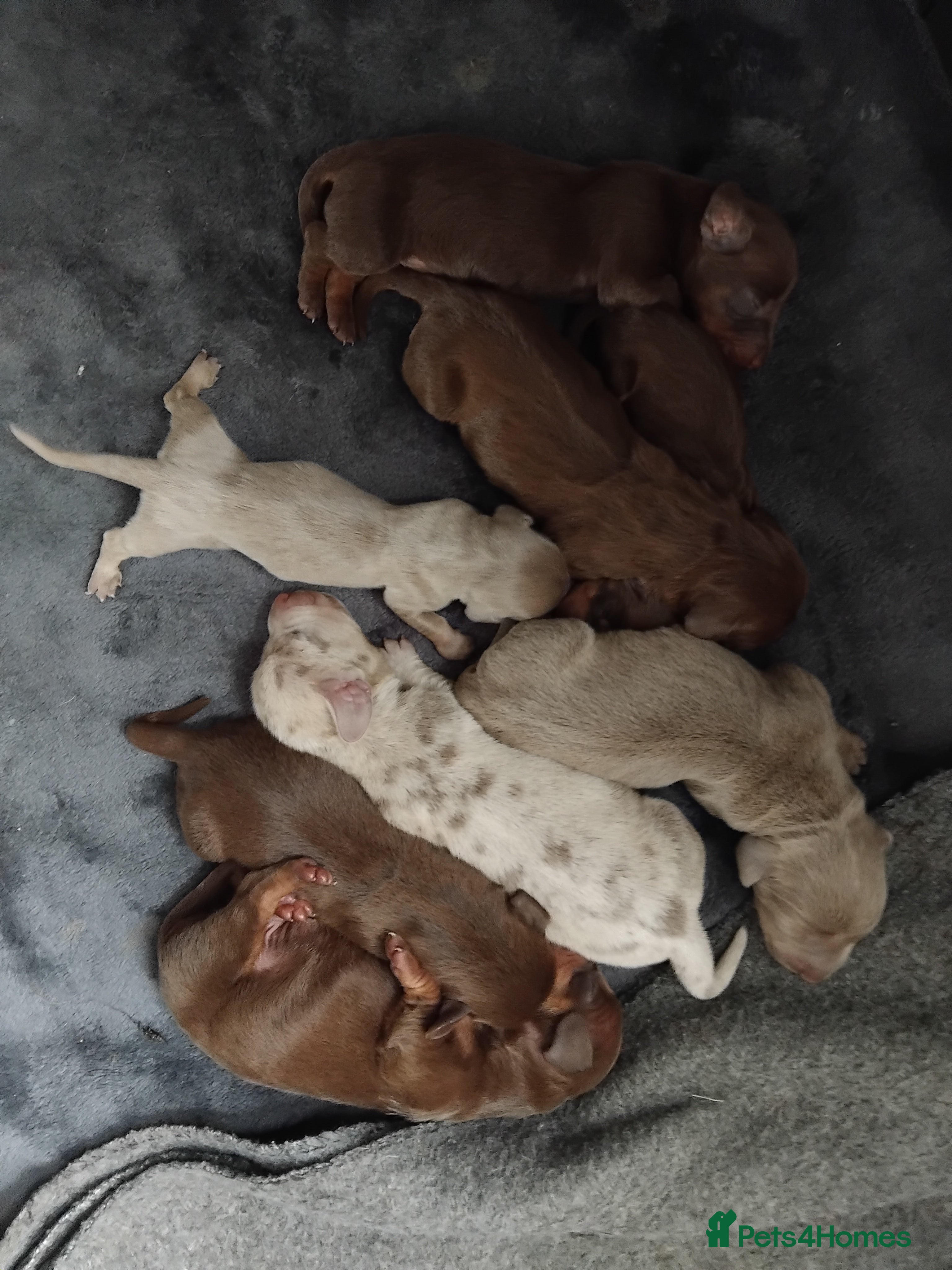 Dachshund dogs Bella - Advert 3