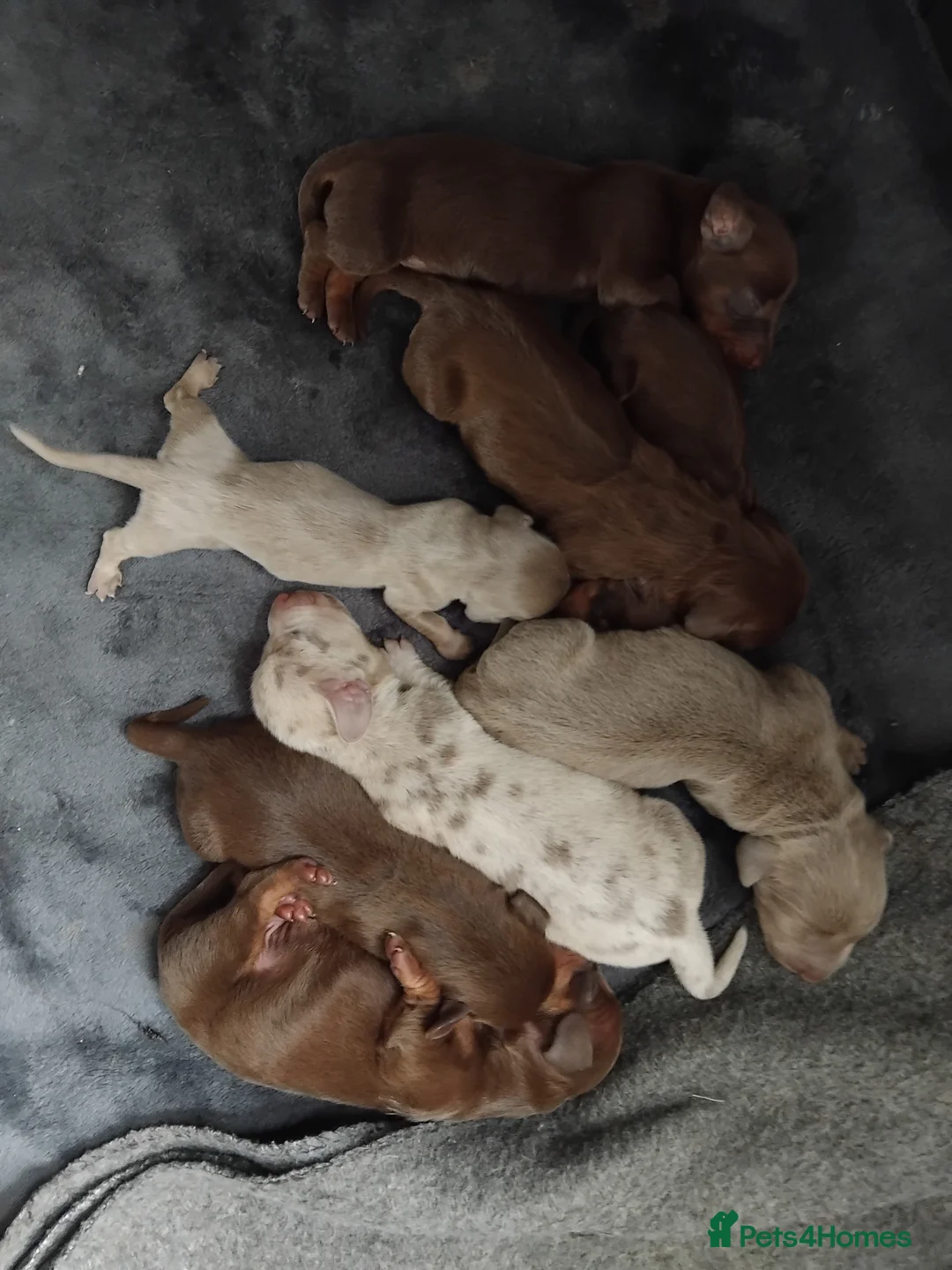 Dachshund dogs for sale: Bella - Advert 1