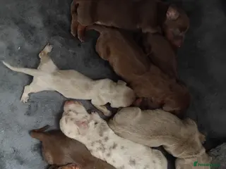 Dachshund dogs Bella - Advert 3