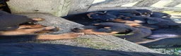 Rottweiler dogs for sale: Rottweiler puppies  - Advert 3